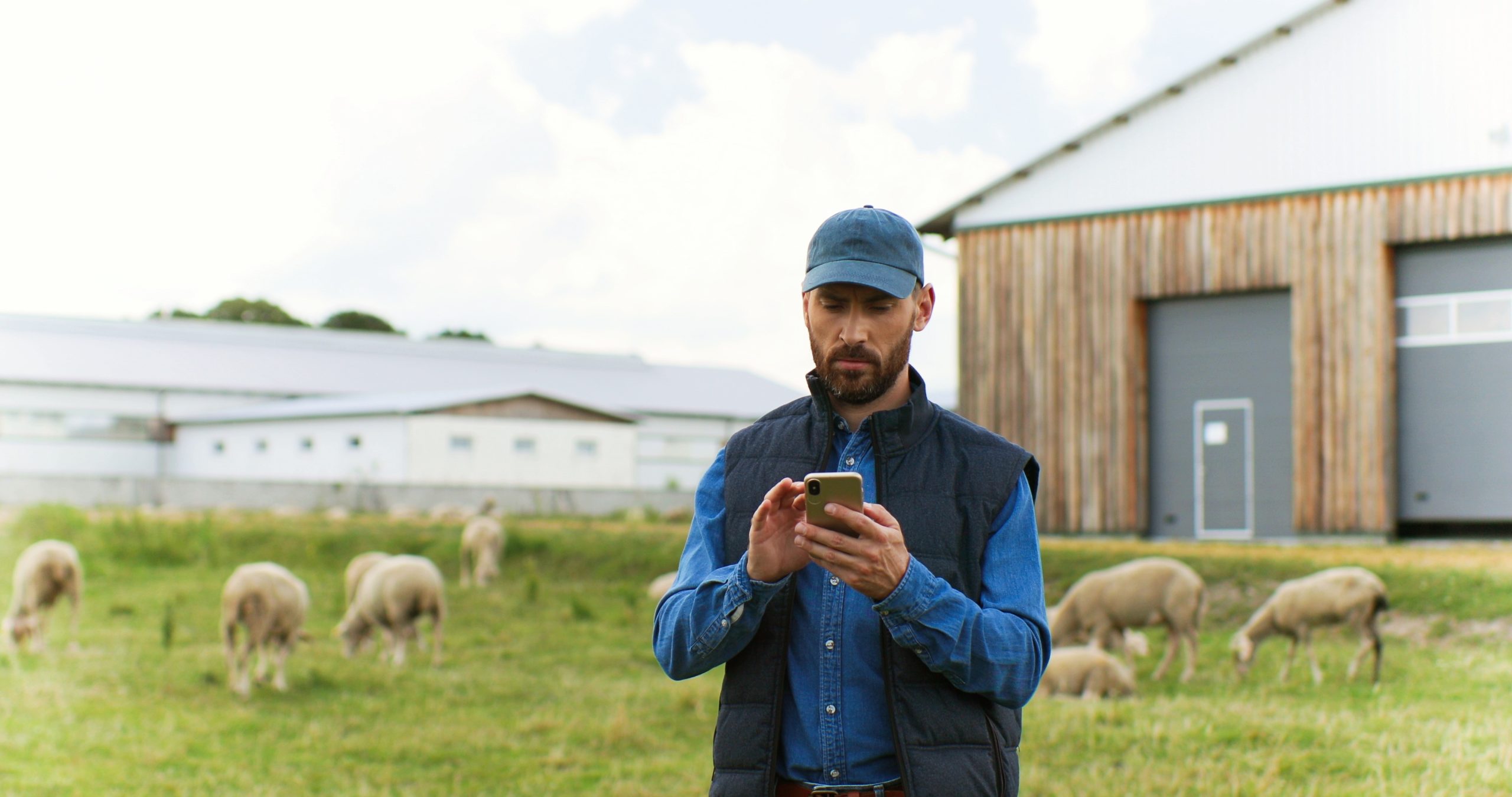 De belles mains mâles caucasiennes tenant et envoyant un message sur un smartphone à l'extérieur. Moutons au pâturage sur fond. Homme berger tapant et faisant défiler sur téléphone mobile. Ferme d'élevage.